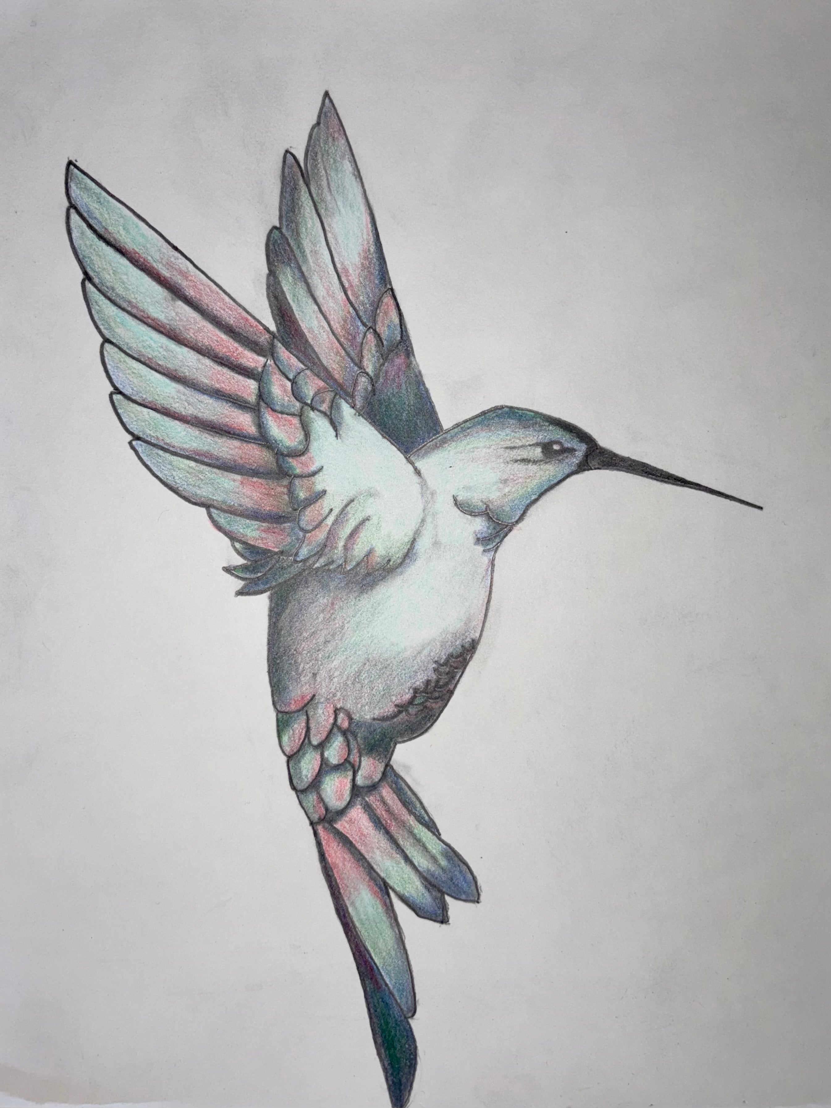 Hummingbird Sketch Canvas Print – Original Bird Artwork on Cotton Canvas